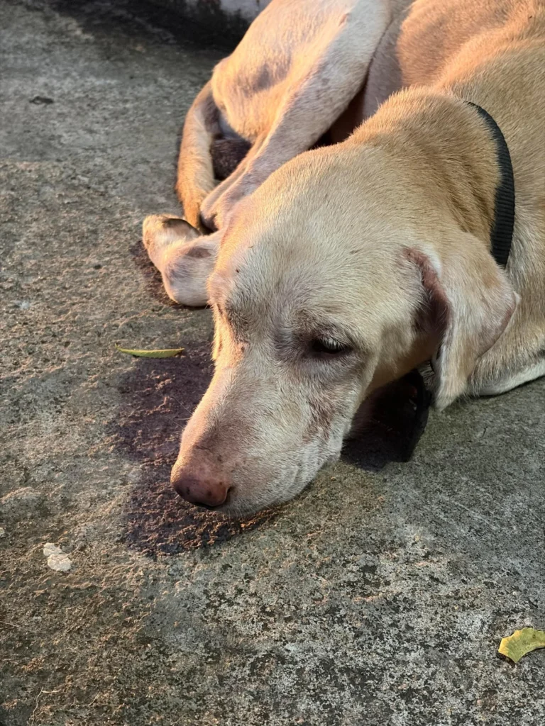 Pale cream dog in a dark collar lying with his head down on concrete, looking weak