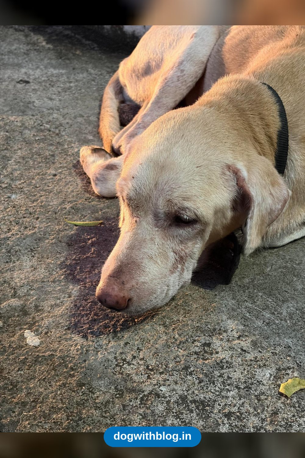 Found Dog Near Ayyanthole, Weak and Needing a Foster — Thrissur