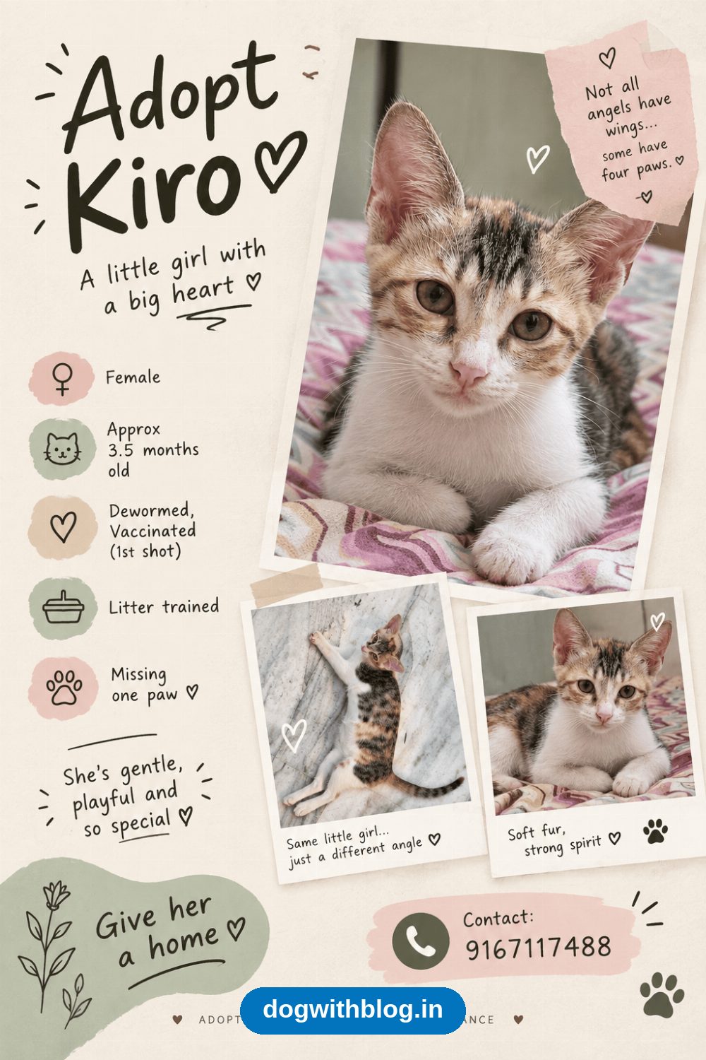 Kiro, the Kitten Whose Paw Injury Has Fully Healed — Mumbai