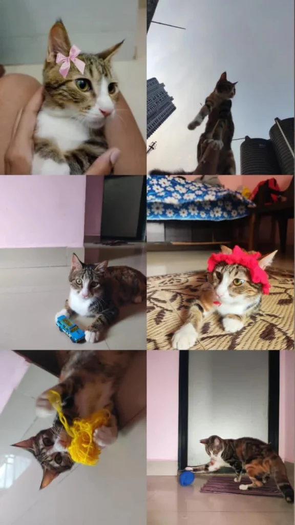 A collage of a playful tabby-and-white kitten wearing bows and batting toys indoors β Bonbon, an eight-month-old vetted kitten up for adoption in Airoli, Navi Mumbai