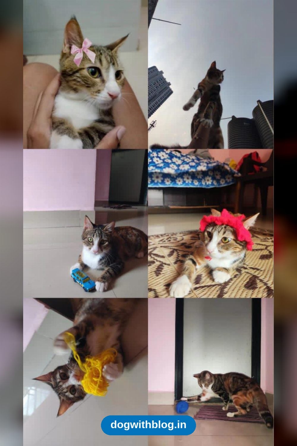 Bonbon, an Eight-Month-Old Vetted Kitten, Needs a Home in Airoli β Navi Mumbai