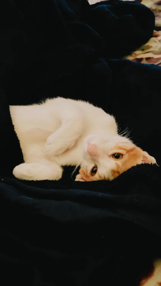 Cheeto, a Six-Month-Old Male Kitten, Needs a Home, adoptable cat in Vadodara
