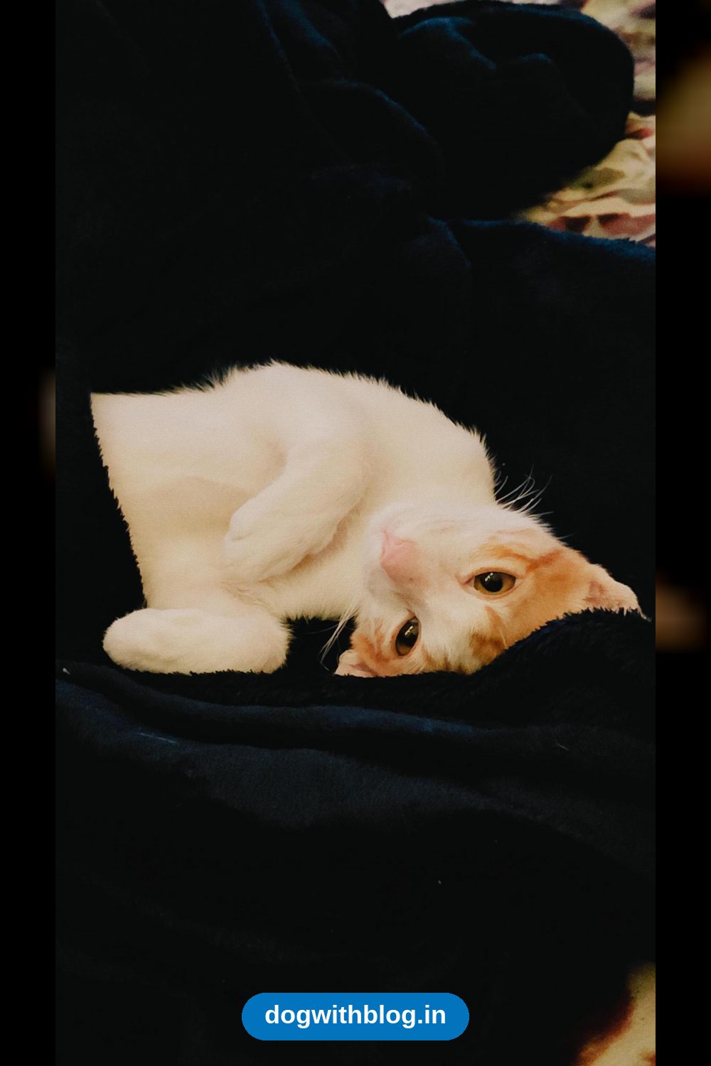 Cheeto, a Six-Month-Old Male Kitten, Needs a Home β Vadodara