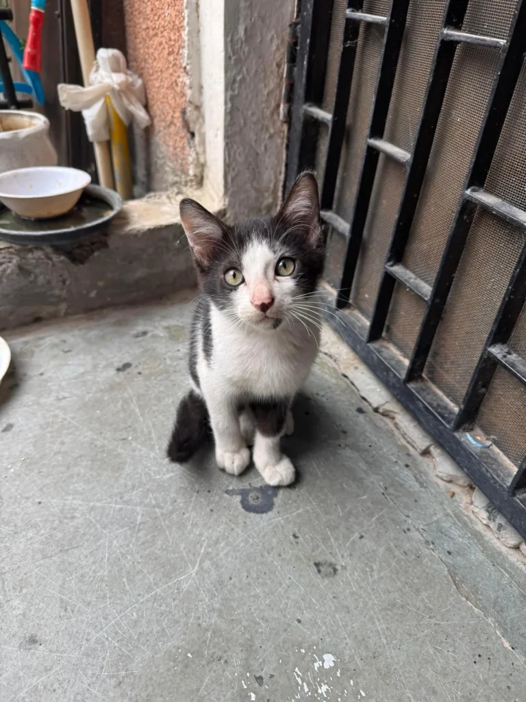 A black-and-white kitten sitting on a doorstep, looking up at the camera