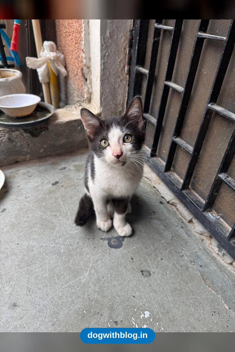 Chutku, a Playful Litter-Trained Kitten, Needs a Home — Delhi NCR