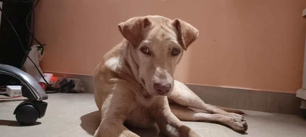 A brown Indie dog standing outdoors, up for adoption in Bengaluru.