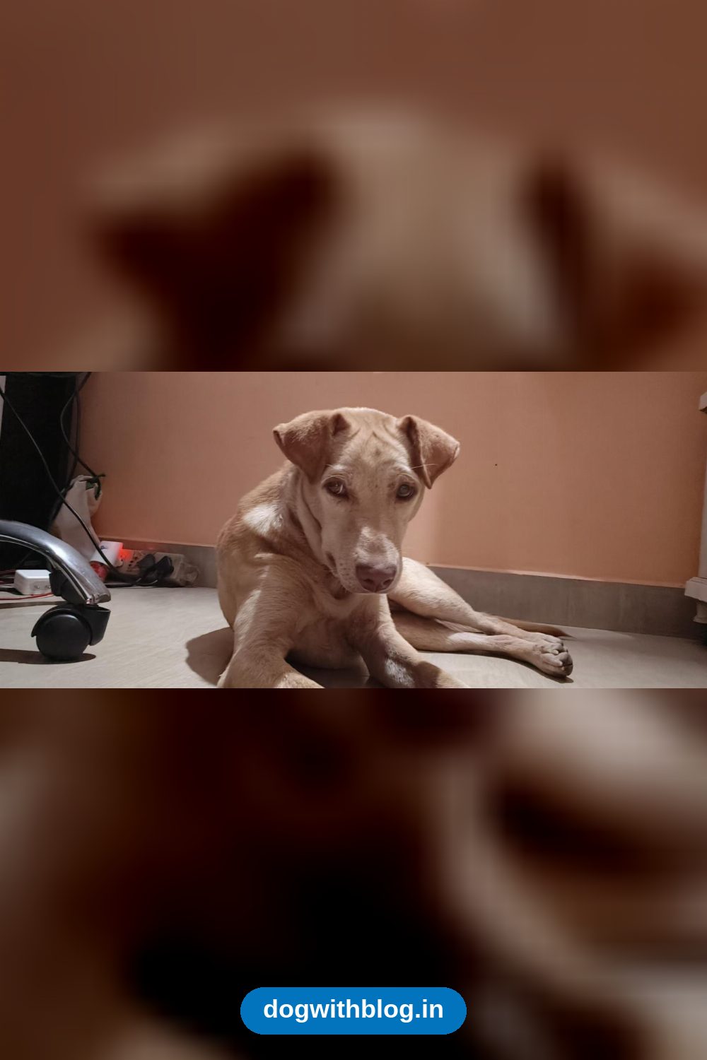 Nyla, an Affectionate 1.5-Year-Old Indie, Needs a New Home — Bengaluru
