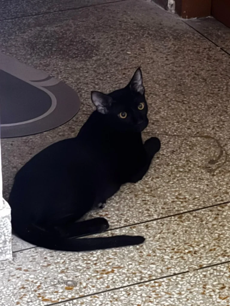 Bageera, a black cat, sitting on a terrazzo floor looking toward the camera