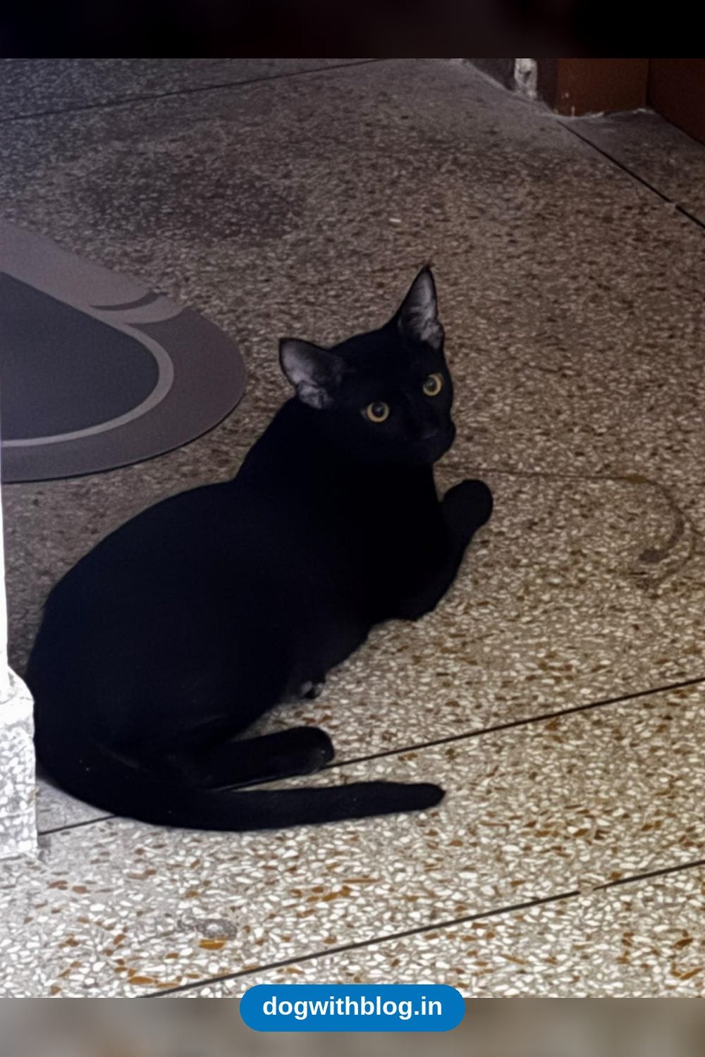 Bageera, a Shy But Playful 7-Month-Old Cat, Needs a Home — Delhi NCR
