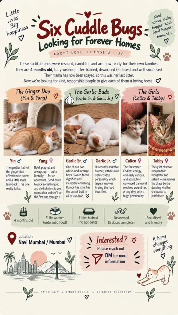 A designed poster titled ‘Six Cuddle Bugs Looking for Forever Homes,’ showing six kittens — two ginger, two white-and-orange, one calico, one tabby — each in their own photo square.