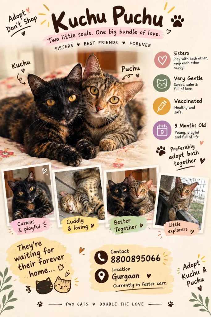 Two sister cats, one dark tortoiseshell and one tabby, cuddled together looking at the camera, up for adoption together in Gurgaon.