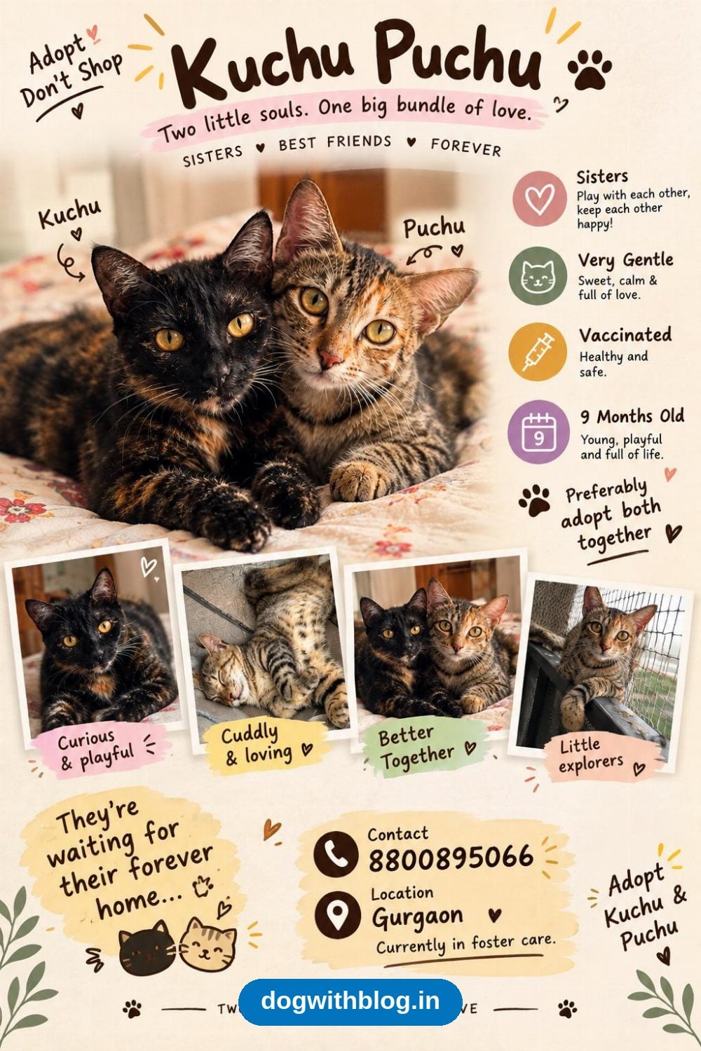 Kuchu and Puchu, Two Bonded Sister Cats, Need a Home Together — Delhi NCR