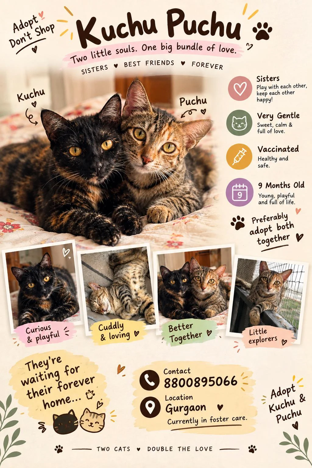 Kuchu and Puchu, Two Bonded Sister Cats, Need a Home Together in Delhi NCR