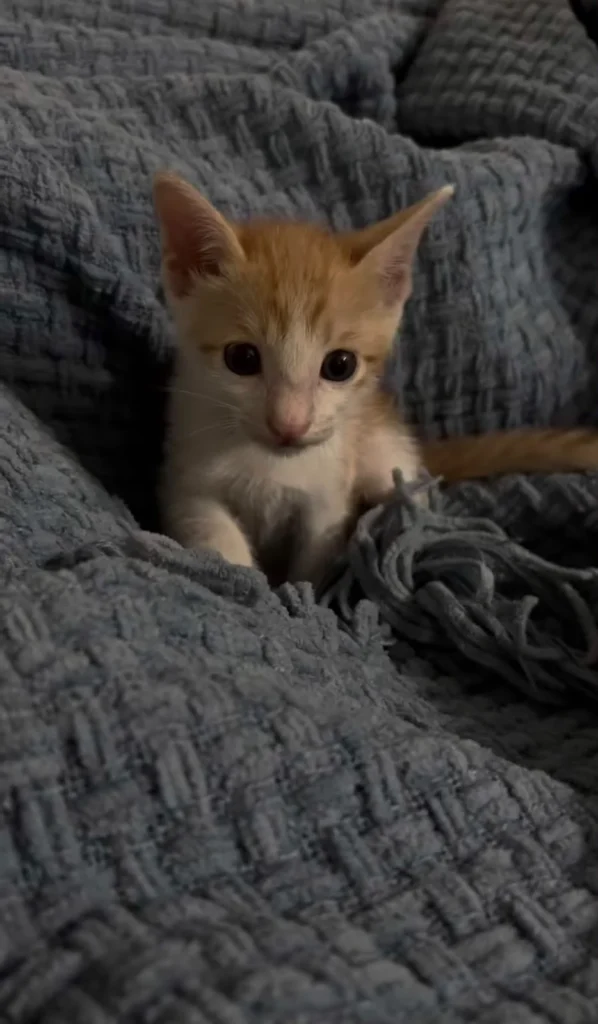 A small orange-and-white kitten peeking out from a grey blanket.