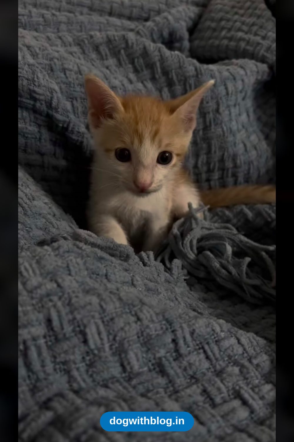 A One-Month-Old Kitten Found in Dwarka, Already Litter-Trained, Needs a Home — Delhi NCR