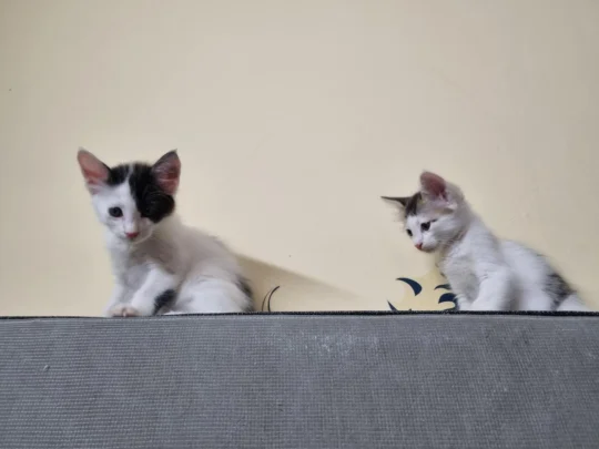 Vaccinated and Dewormed Kittens Need a Home, adoptable cat in Bengaluru