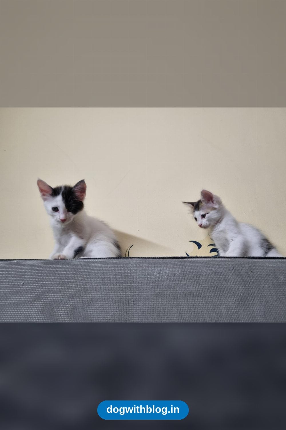 Vaccinated and Dewormed Kittens Need a Home — Bengaluru