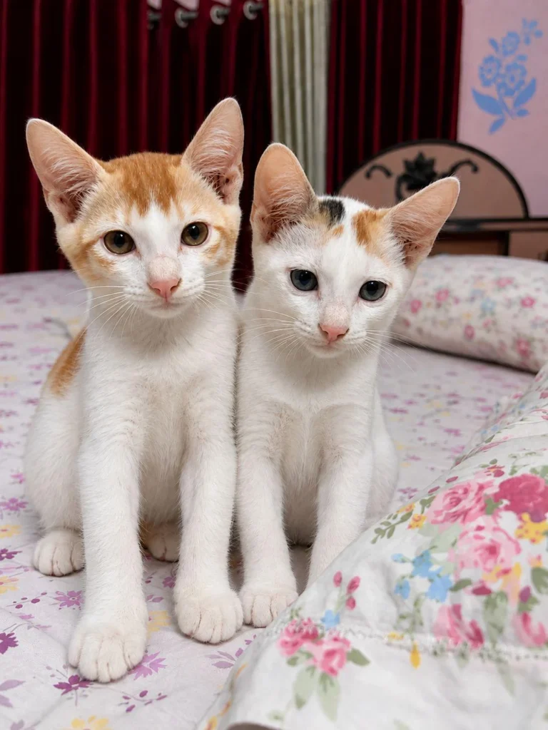 Two ten-week-old kittens, one orange-and-white and one mostly white, sitting side by side on a floral bedspread