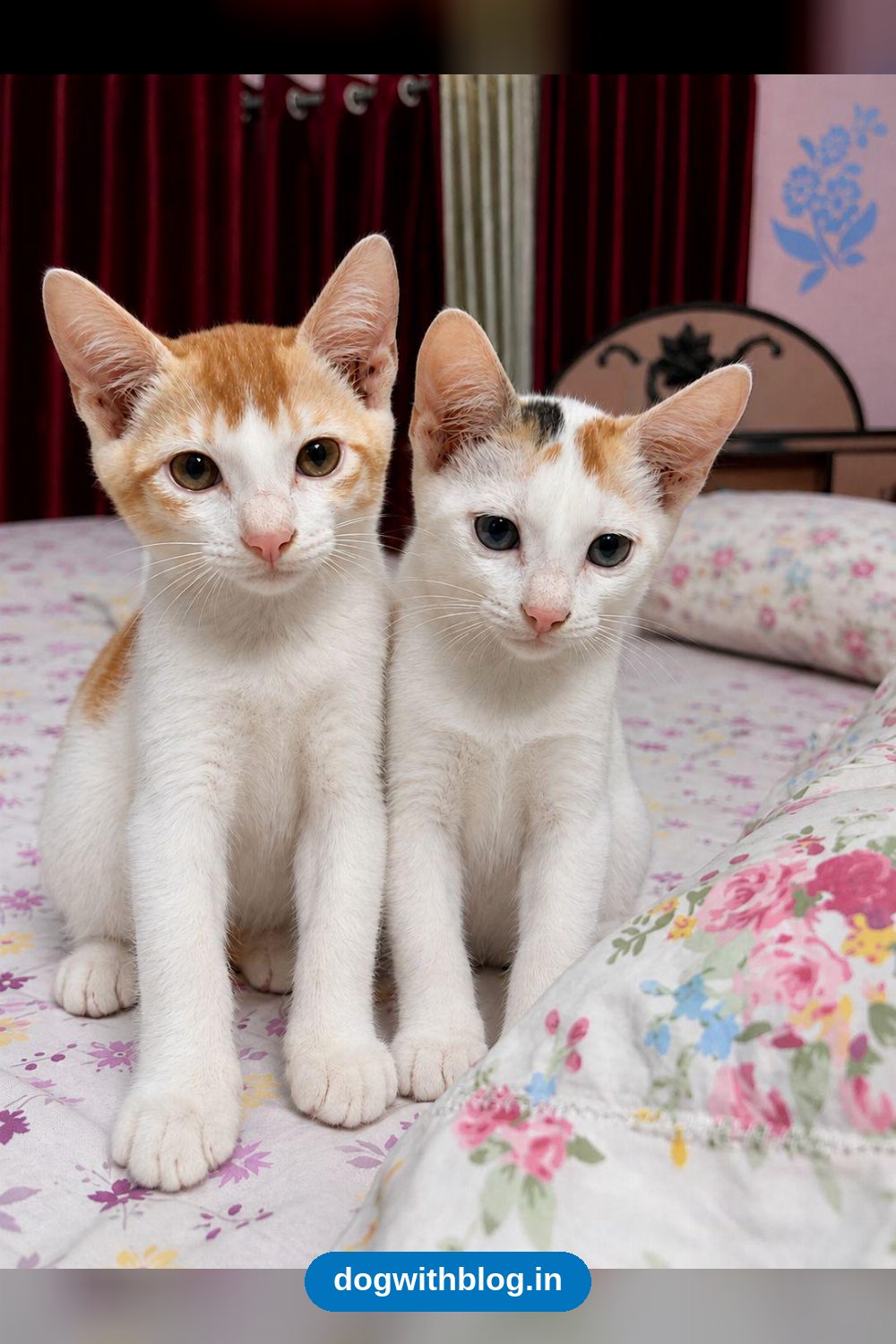 Two Ten-Week-Old Kittens Hope to Be Adopted Together — Kolkata