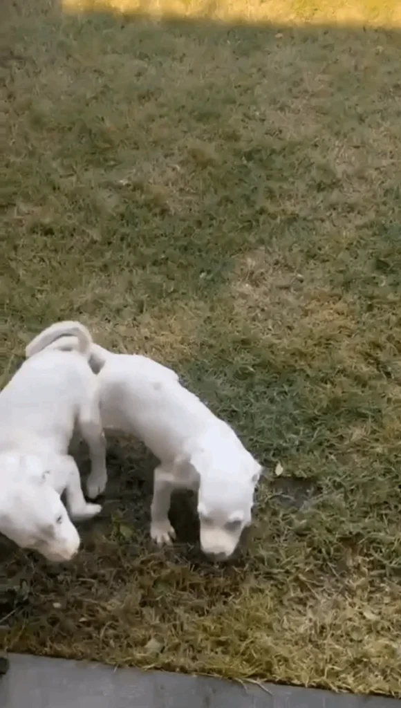 Two white indie puppies playing together on grass in Kochi