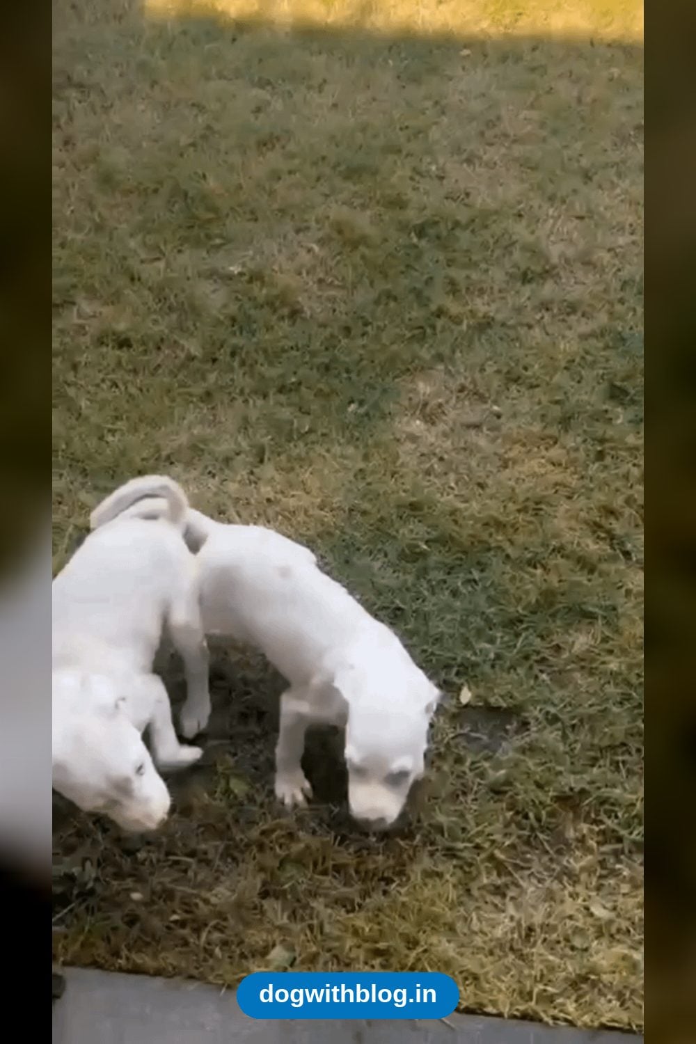 Two Abandoned Indie Puppies, Two Months Old, Need a Home — Kochi