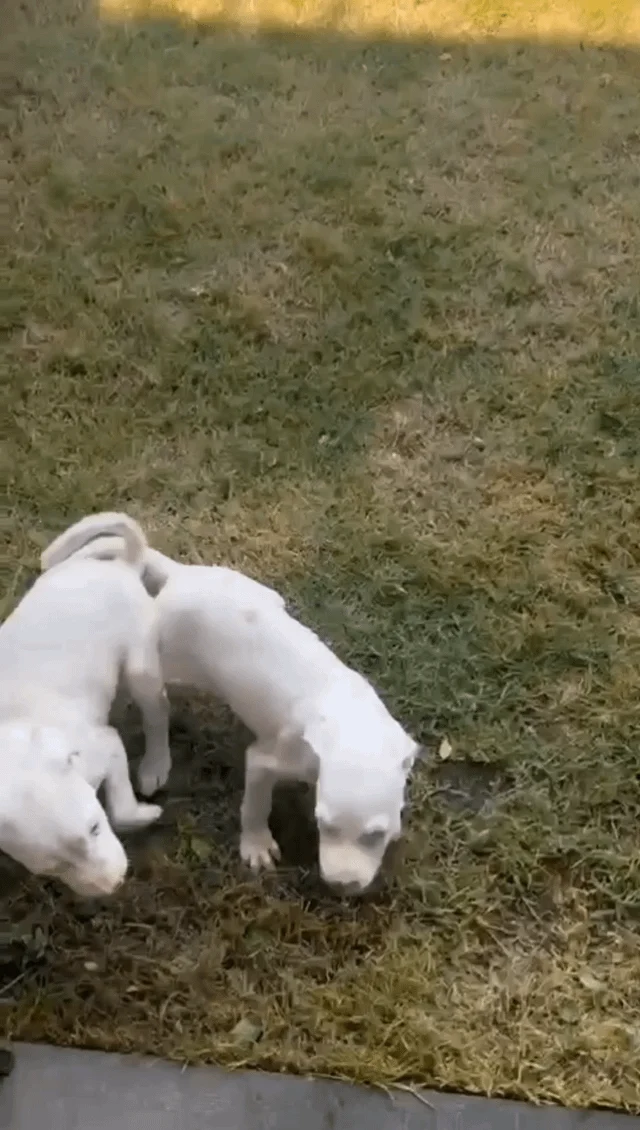 Two Abandoned Indie Puppies, Two Months Old, Need a Home in Kochi