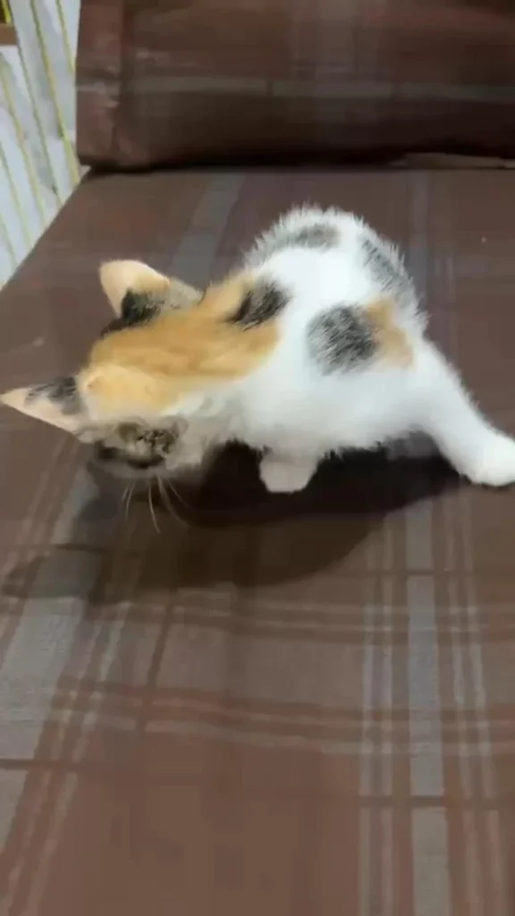 Two Adorable Female Kittens Looking for a Loving Home - kitten for adoption in Delhi NCR
