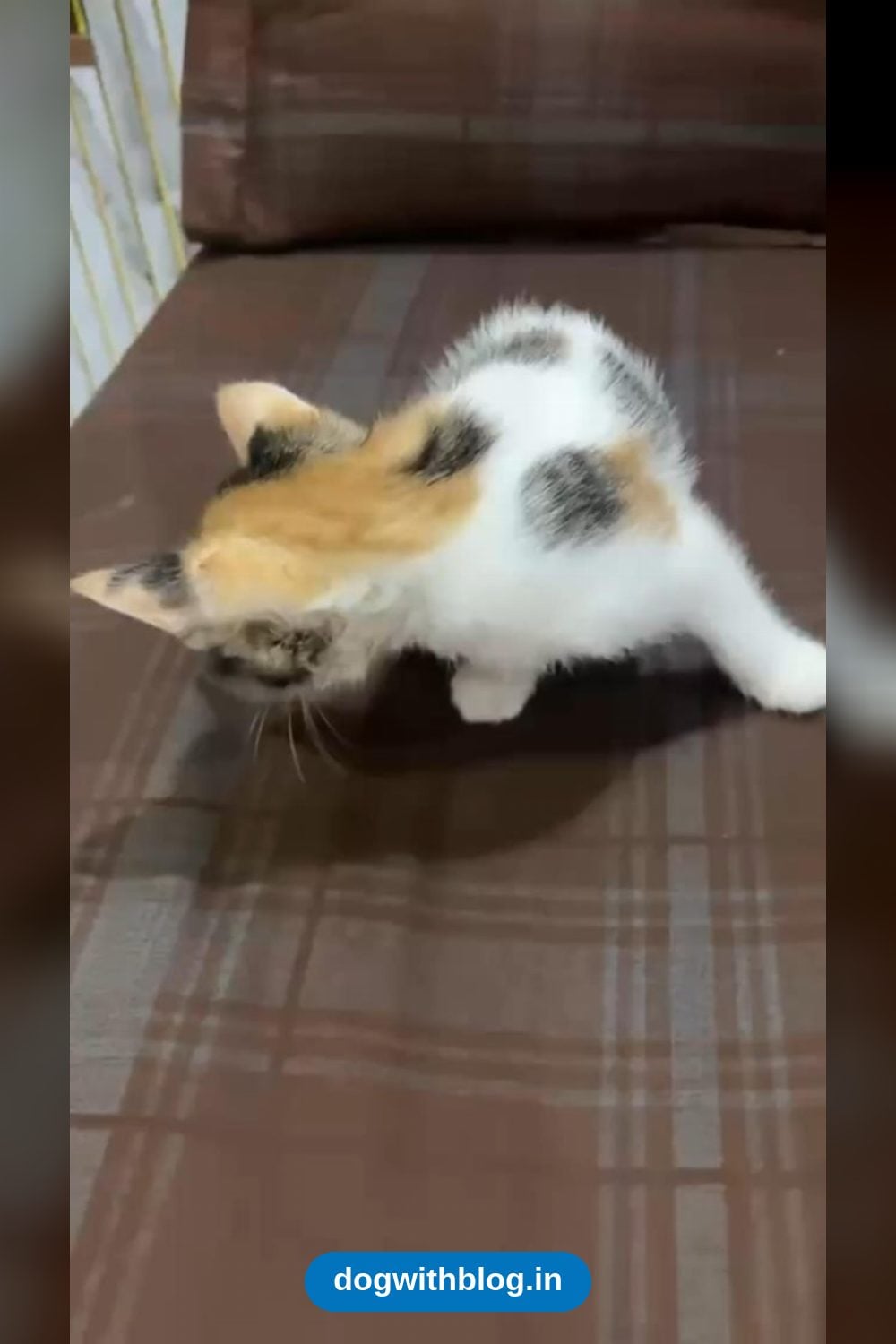 Two Female Kittens Need a Home Together — Delhi NCR