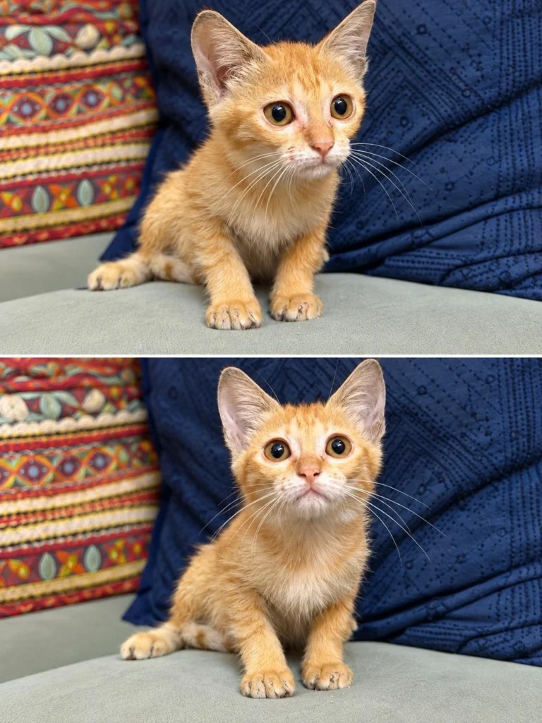 An orange kitten, Nico, sitting on a couch cushion in Hyderabad