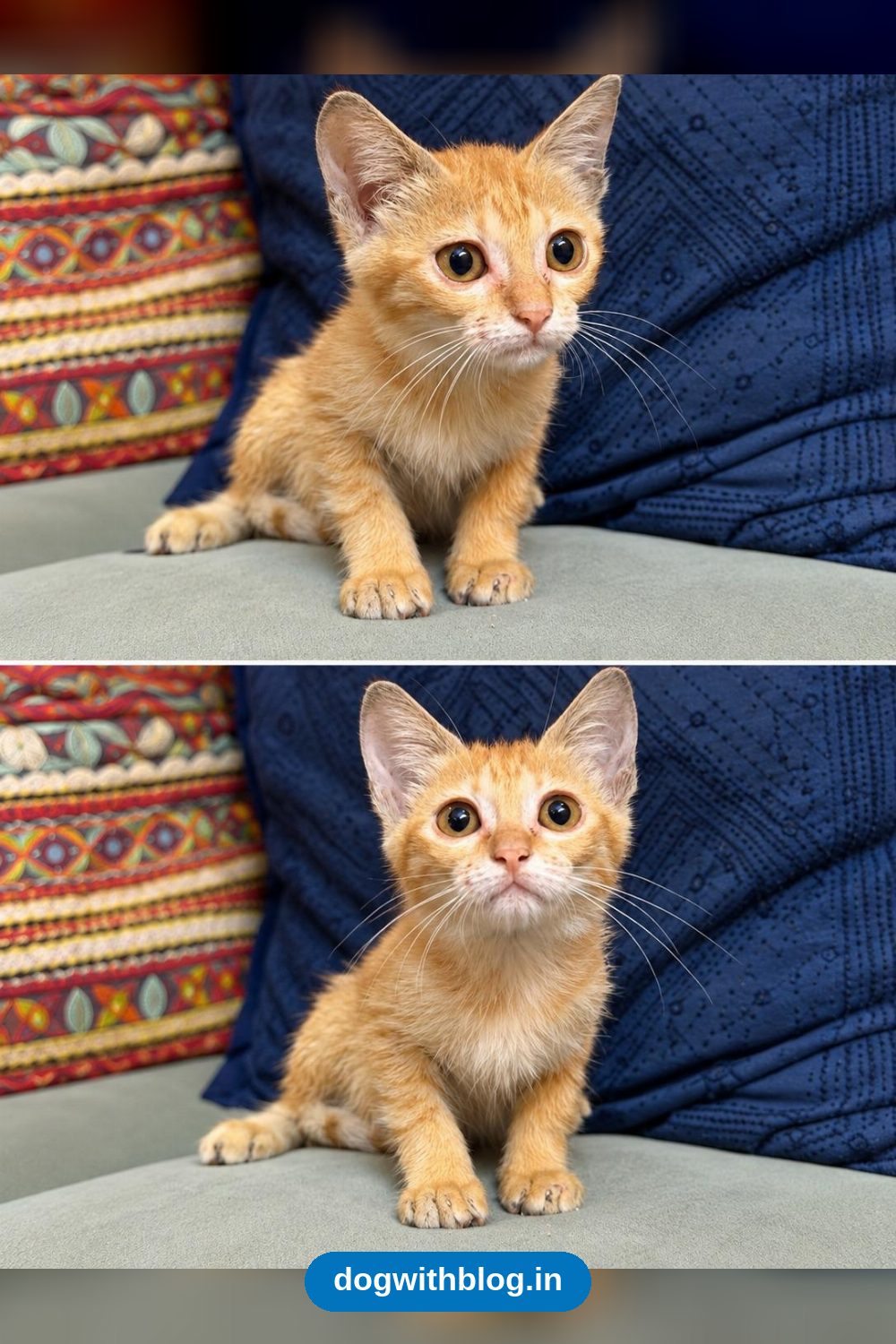 Nico and Brownie, Two Kittens, Need a Home — Hyderabad
