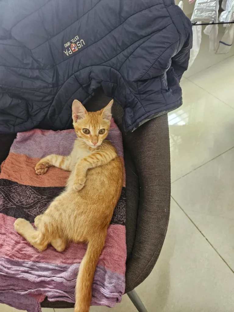 2 month kitten desperately needs home - kitten for adoption in Bengaluru