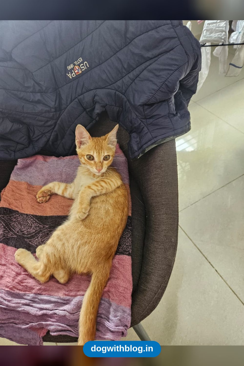 A Kitten Rescued From a Construction Site Needs a Foster or a Home — Bengaluru
