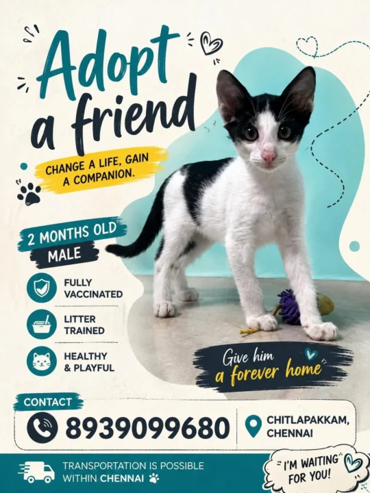 A Two-Month-Old Vaccinated Kitten Needs a Home, adoptable cat in Chennai