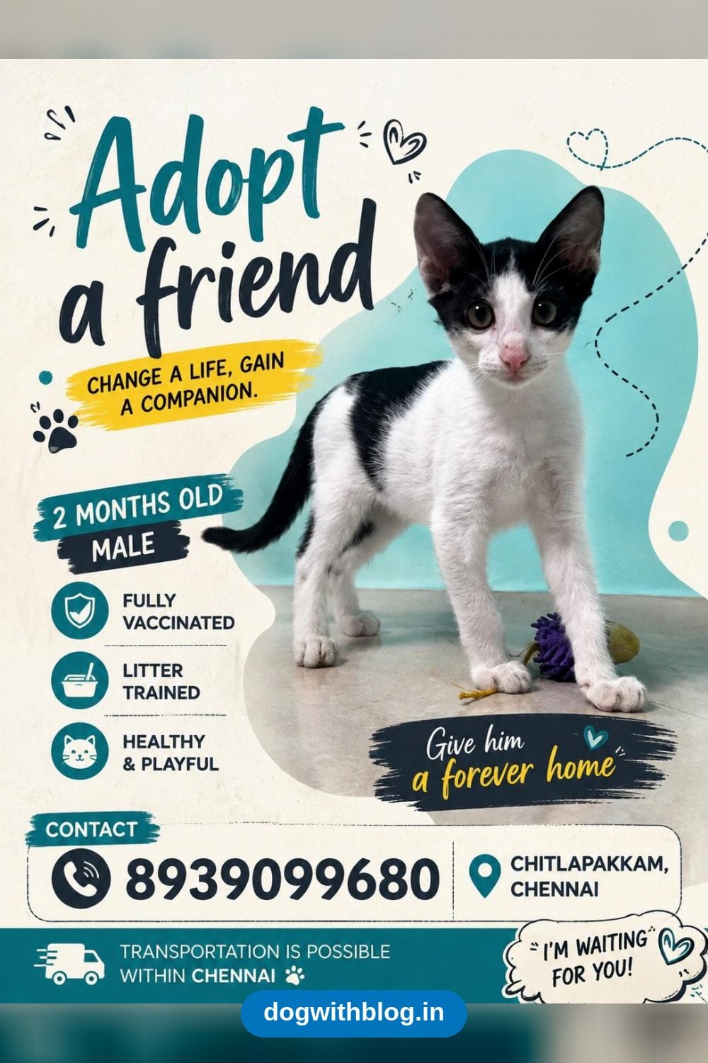 A Two-Month-Old Vaccinated Kitten Needs a Home — Chennai