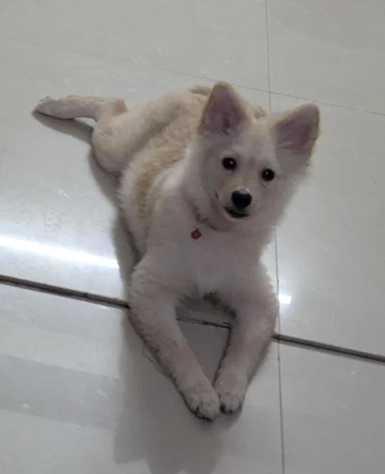 A 6-Month-Old Male Pomeranian Needs a New Home, adoptable dog in Delhi NCR