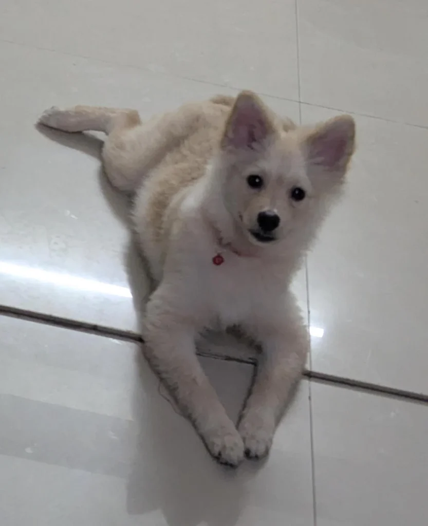 A cream-colored puppy with pointed ears lying on a tiled floor, looking at the camera.