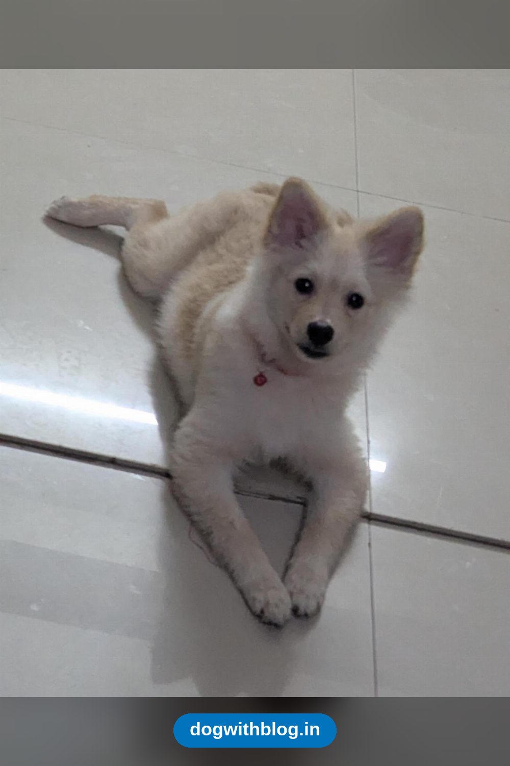 A 6-Month-Old Male Pomeranian Needs a New Home — Delhi NCR