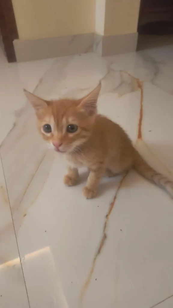 A small ginger kitten sitting on a marble floor, looking up at the camera.