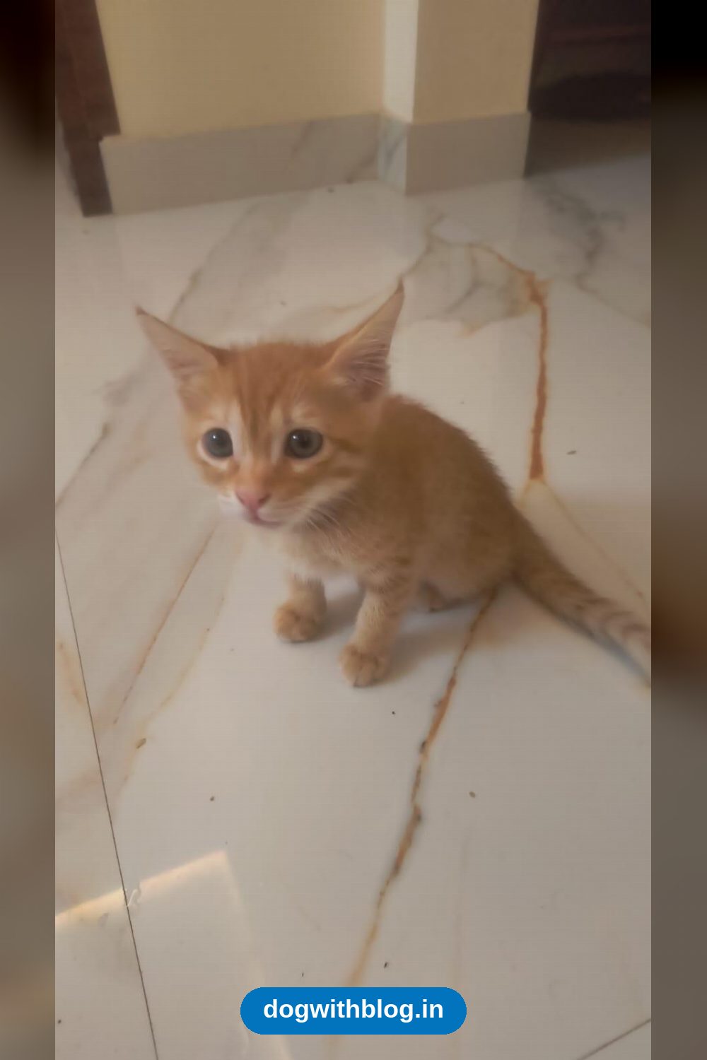A Two-Month-Old Ginger Kitten Is Looking for a Loving Home — Bengaluru