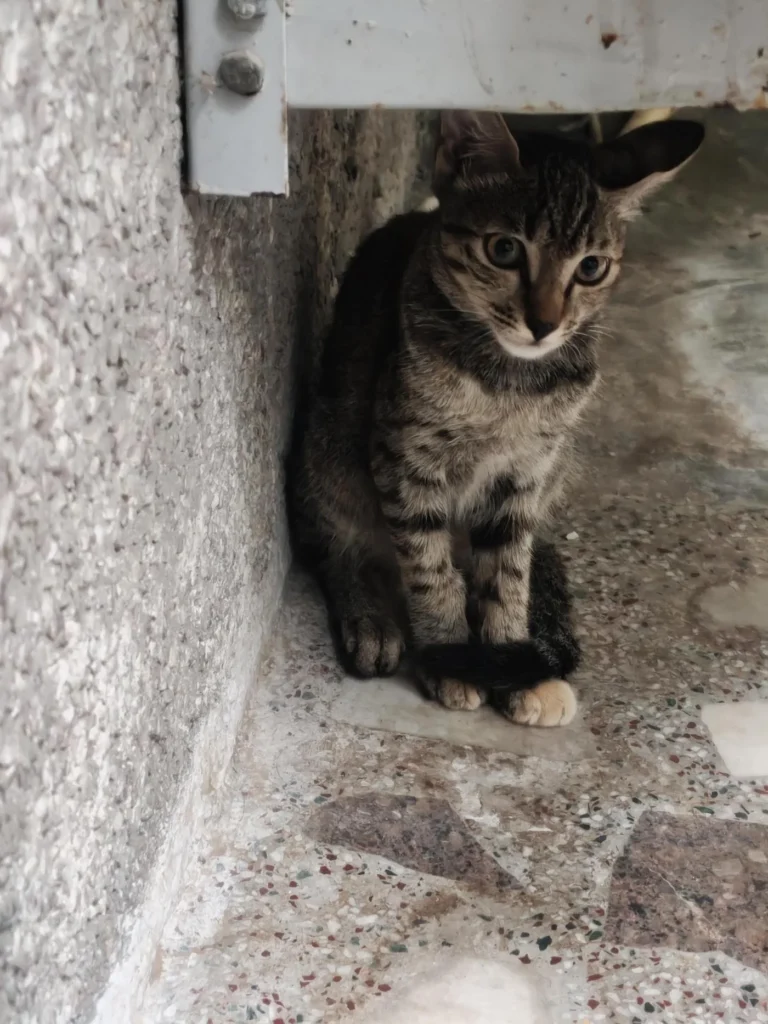 A brown tabby kitten crouches in a corner beneath a metal grille outdoors.