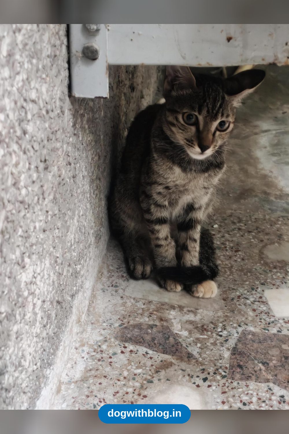 A Two-Month-Old Kitten Is Waiting to Be Adopted — Delhi NCR
