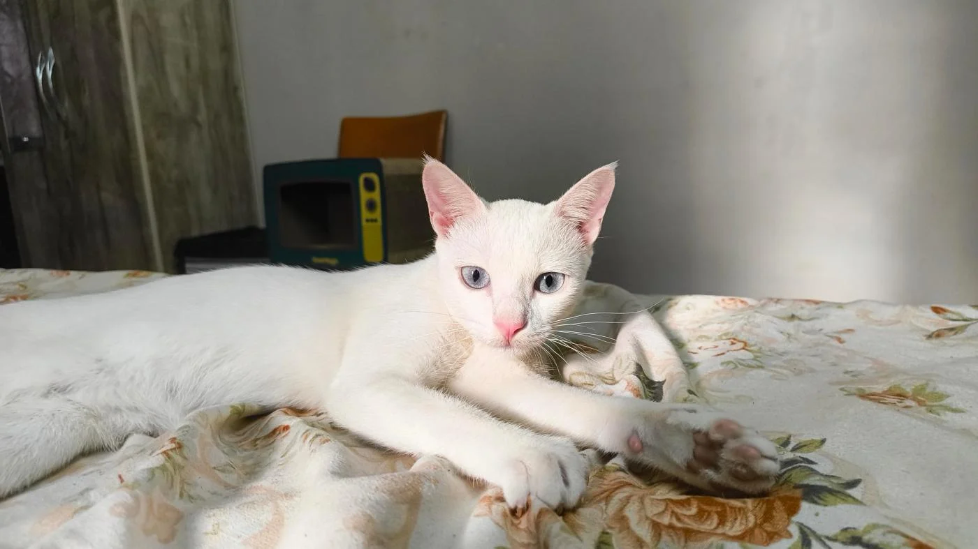A White, Blue-Eyed Kitten Who Needs Her Own Space — Pune