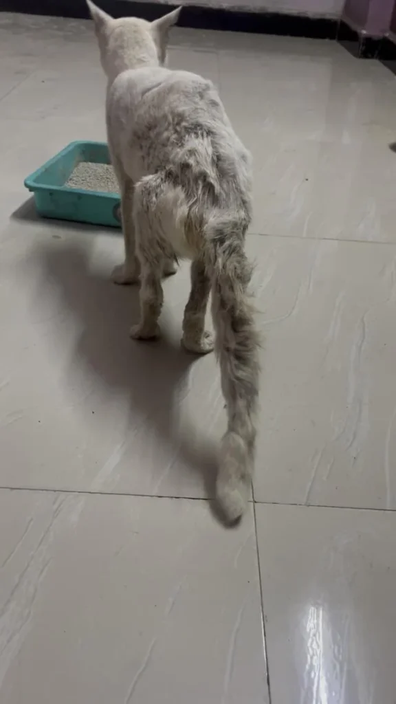 A white cat with grey patches and a bandaged-looking tail stands beside a litter box on a tiled floor, recovering from a healing wound in Mumbai