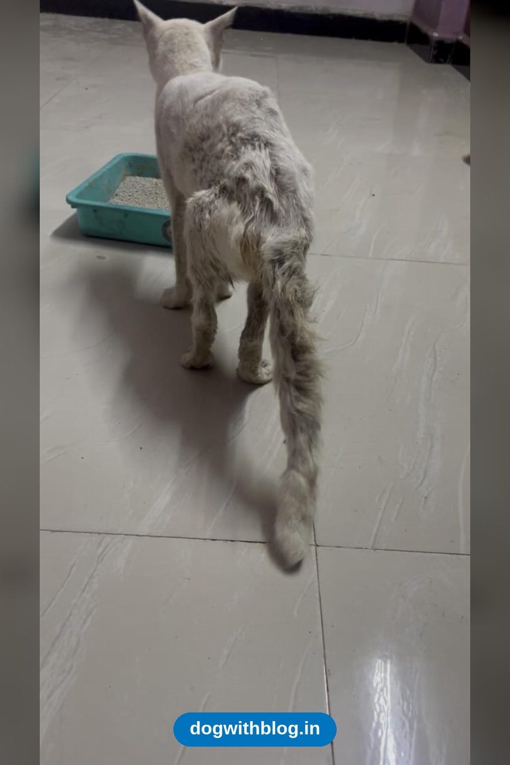 A Gentle Rescued Cat Recovering From a Tail Wound Needs a Foster or Home — Mumbai