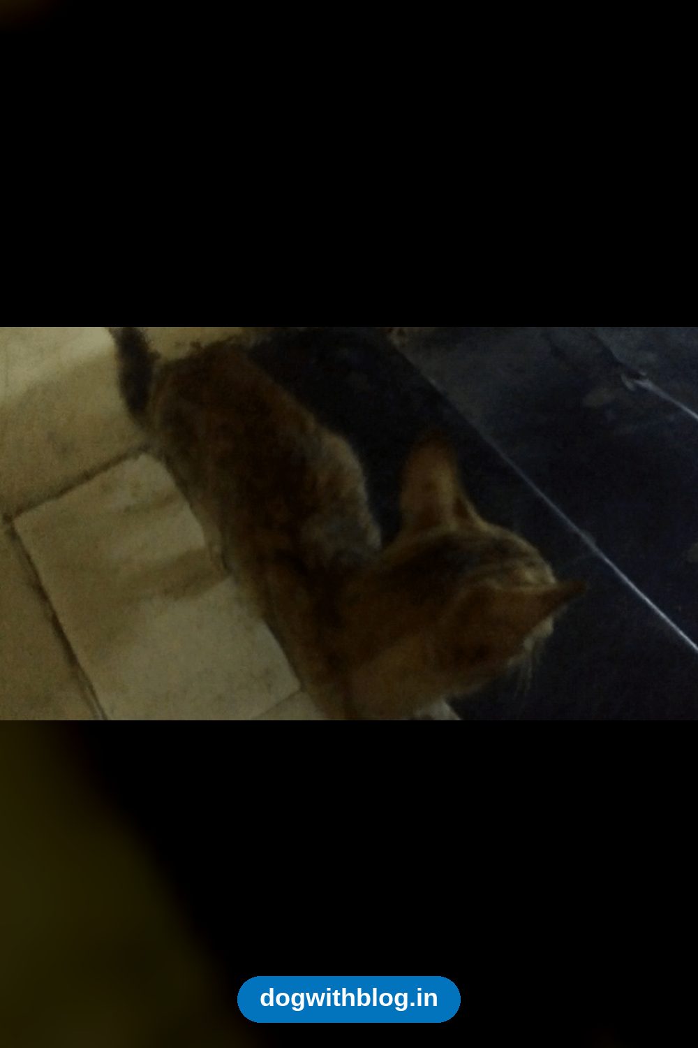 A Female Kitten Found in Dombivli West Needs a Foster or a Home — Mumbai