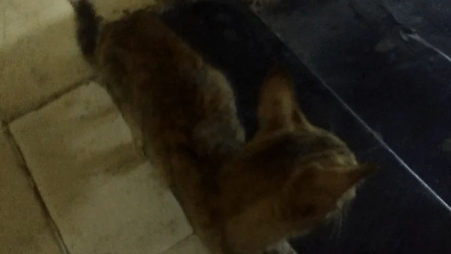 A Female Kitten Found in Dombivli West Needs a Foster or a Home — Mumbai