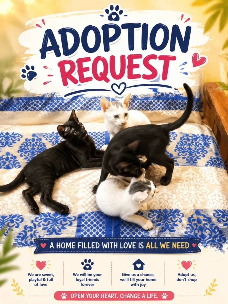 Give a Cat a Forever Home - kitten for adoption in Chennai