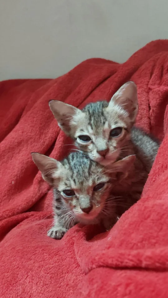 Two Bottle-Fed Kittens Need a Foster or Forever Home, adoptable cat in Vadodara