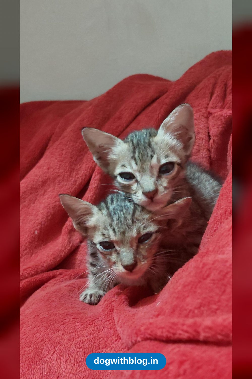Two Bottle-Fed Kittens Need a Foster or Forever Home — Vadodara