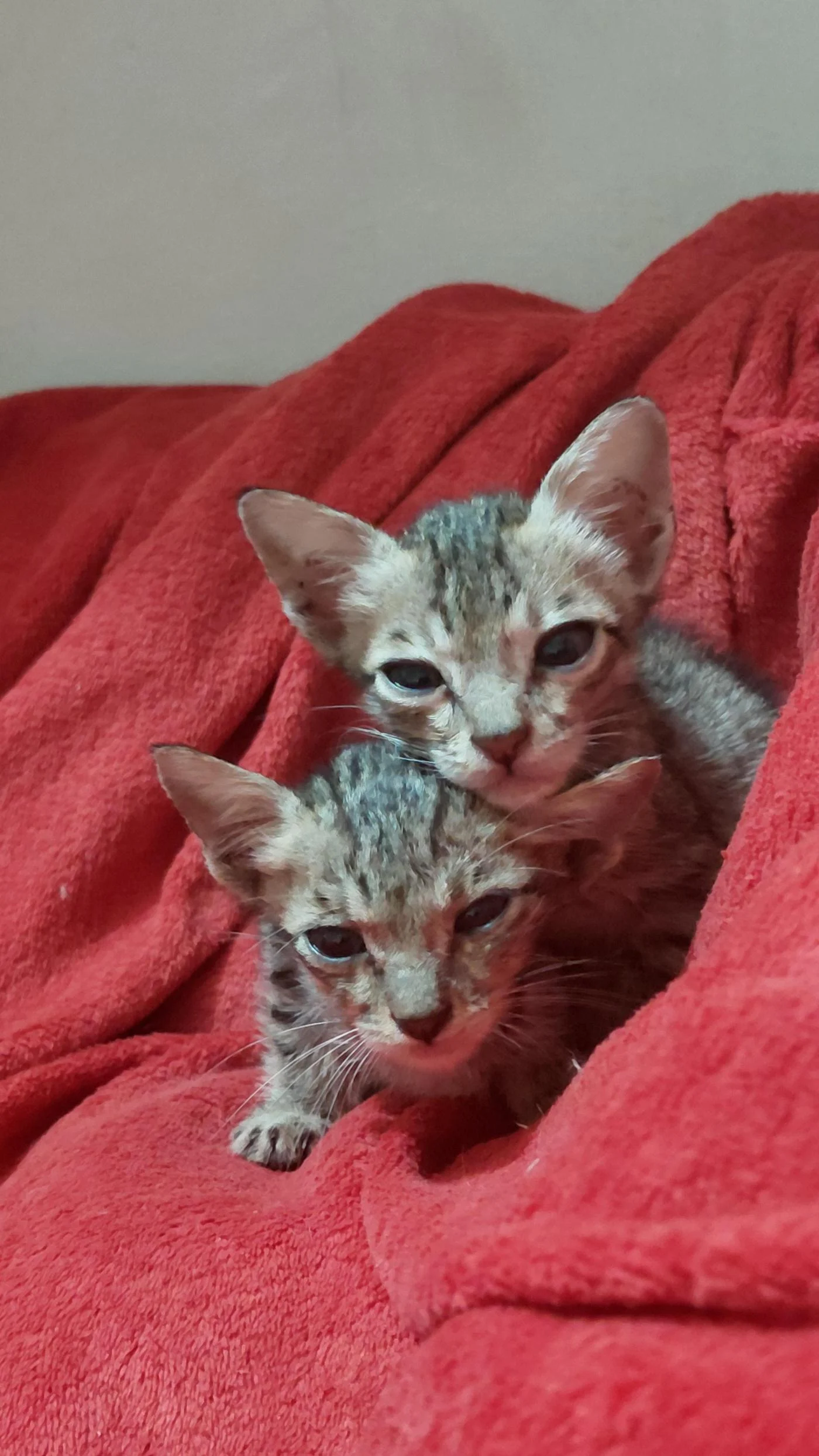Two Bottle-Fed Kittens Need a Foster or Forever Home in Vadodara
